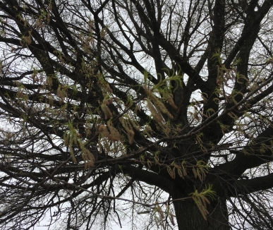 Leaves, catkins, structure of mature Willow Oak