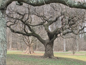TreeStructure1_180401